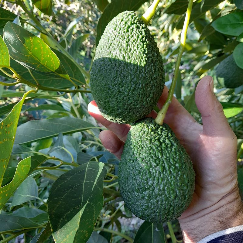 Imagen relacionada a fruto de Aguacate Hass